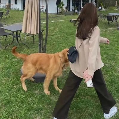 面目全飞